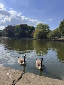 Two ducks in a pond, beautiful trees and a blue sky with fluffy cloud Stock Photos