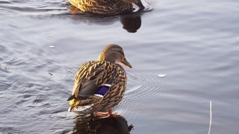Two ducks in the pond cleaning wings and feathers Stock Footage 94571375