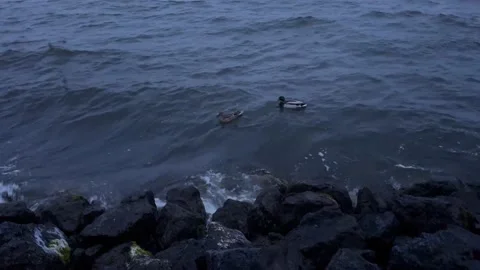Two ducks on a pond during a storm in winter Stock Footage 237835092