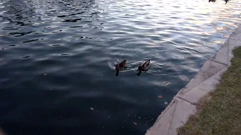 Two ducks in the pond Stock-Footage 332887334