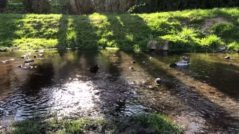 Two ducks in the pond in the middle of the forest Stock Footage 153209804