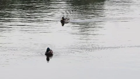 Two ducks in the pond. Overcast. Stock Footage 120651594