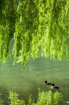Two ducks on pond Foto stock