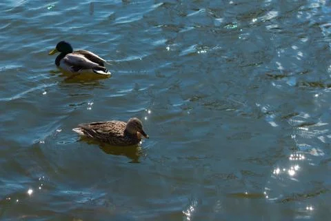 Two ducks on pond. Stock Photos