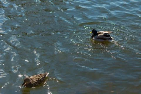 Two ducks on pond. Stock Photos