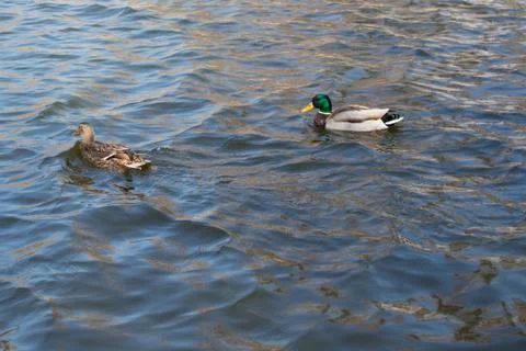 Two ducks on pond. Stock Photos