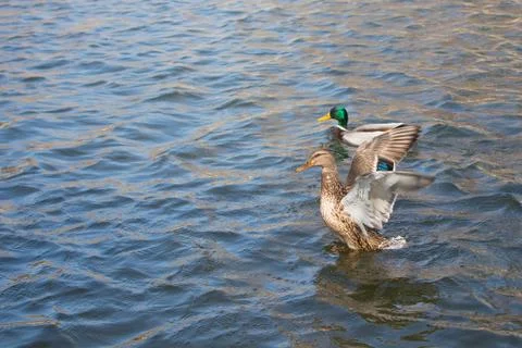 Two ducks on pond. Stock Photos