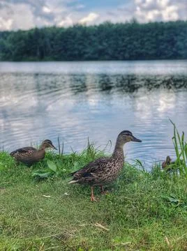 Two ducks on the pond Stock Photos