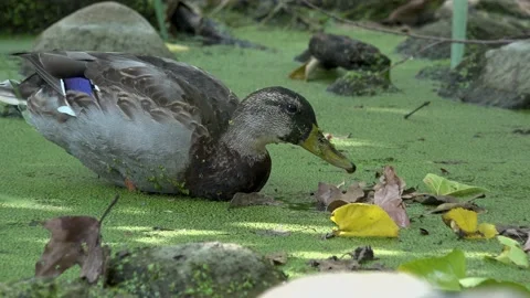 Two ducks in a pond swimming and looking for food Stock Footage 211014386