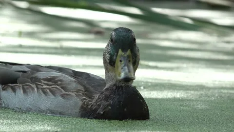 Two ducks in a pond swimming and looking for food Stock Footage 211016222
