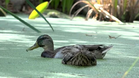Two ducks in a pond swimming and looking for food Stock Footage 211138068
