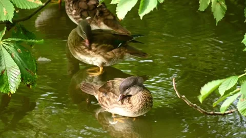 Two ducks preening and resting in shaded pond under chestnut tree. Female M.. Stock Footage 338408654