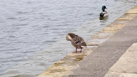 Two ducks preening and swimming in lake Stock Footage 112635419