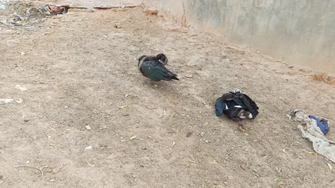Two Ducks Preening Feathers Resting Street Kano Nigeria Vídeo Stock 331305500