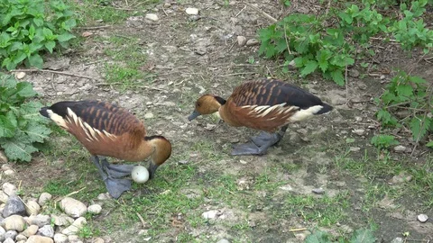 Two ducks protect her eggs Stock Footage 107579953