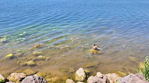 Two Ducks Relaxing in Clear Shallow Lake Water on a Sunny Day Stock Footage 339644311