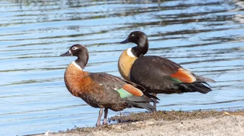 Two ducks relaxing by the side of a lake, drinking water in 4K Video stock 54918656