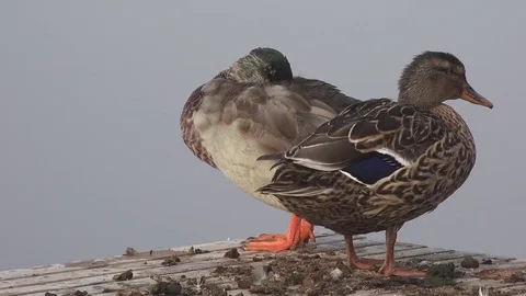 Two ducks rest on a pier by a lake Stock Footage 77092123