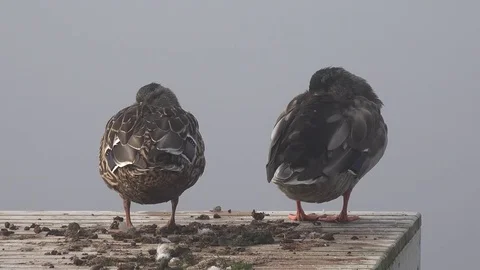 Two ducks rest on a pier by a lake Stock Footage 77092150