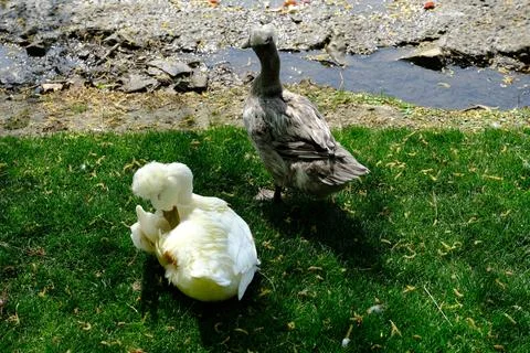 Two ducks resting on grass by a stream Stock Photos