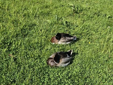 Two ducks resting in green grass on sunny day Stock Photos