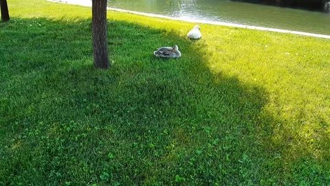 Two ducks resting near a pond start running away on green grass Stock Footage 104126482