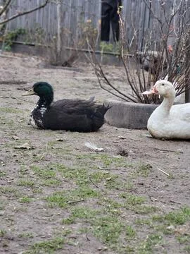 Two ducks resting near tree branches on ground Stock Photos