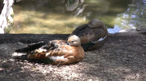 Two ducks resting by a pond Stock Footage 25606107