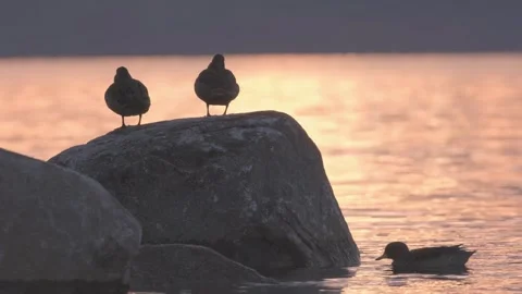 Two ducks resting on a rock in a lake at sunset while two ducks passes floating. Vídeos de archivo 248330628