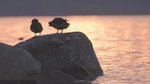 Two ducks resting on a rock in a lake at sunset. One of them shakes. Chile. Stock Footage 248330631