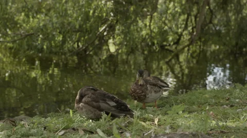 Two Ducks Resting Under Willow Tree at Pond Edge in Malmö, Sweden Stock Footage 345653127