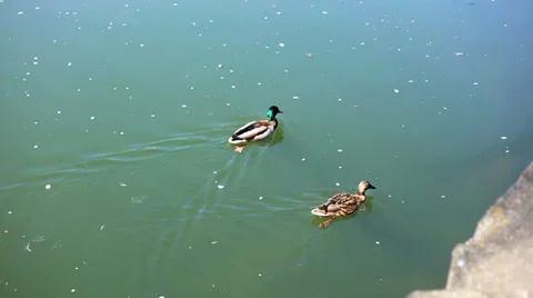 Two ducks in the river Stock Footage 38350322