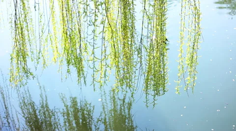 Two ducks in the river Stock Footage 38382030