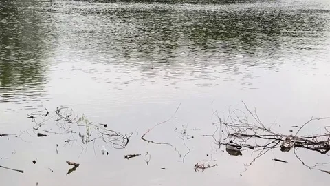 Two ducks on the river Stock-Footage 75567717