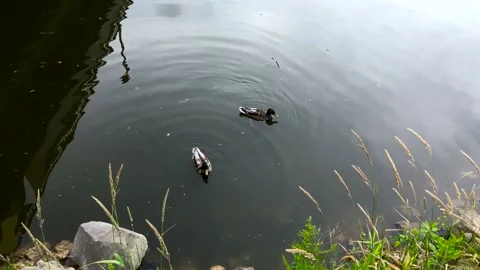 Two ducks on the river Stock Footage 132462269