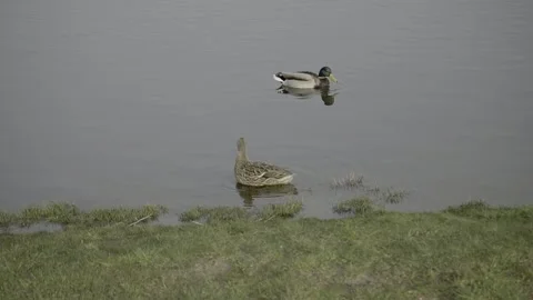 Two Ducks On a River Stock Footage 203917706