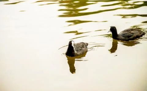 Two ducks in the river Stock Photos