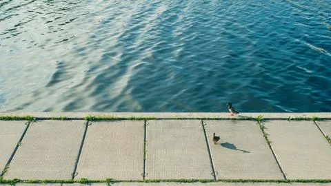 Two ducks by the river Stock Photos