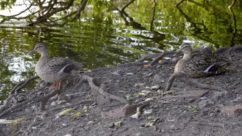 Two ducks on a riverbank Stock Footage 133496813