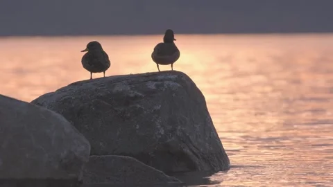 Two ducks on a rock in a lake at sunset. One scares the other. Close up. Stock Footage 248330623