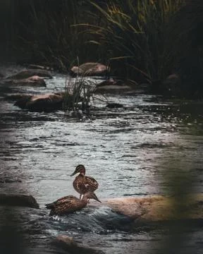 Two ducks on the rock in the middle of river. Stock Photos