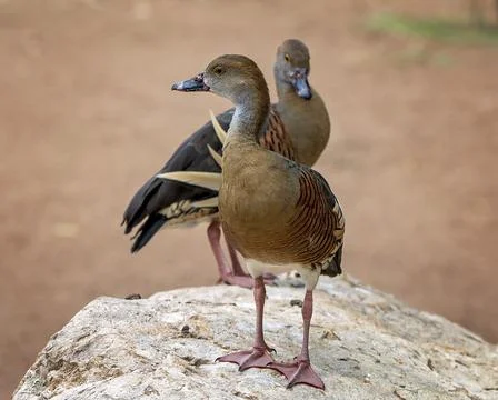 Two Ducks On a Rock Stock Photos