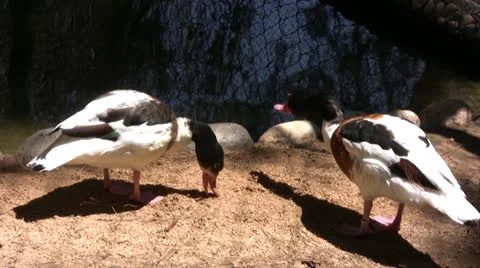 Two ducks sifting the ground Stock Footage 25603509