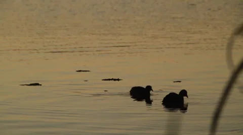 Two ducks silhouette swimming Stock Footage 25848052