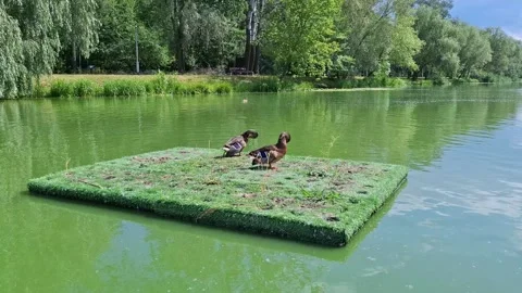 Two ducks sit and preen their feathers on square artificial floating island Stock Footage 314341864