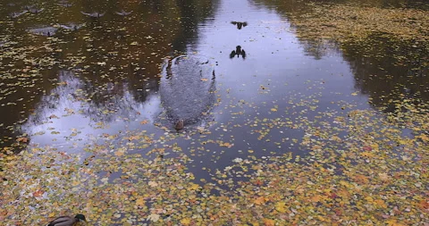 Two ducks sit on the water Video stock 253558490