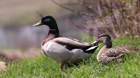 Two ducks sits on green grass and basks on a sunny spring day in national park Video stock 169520453