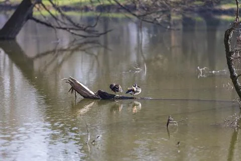 Two ducks sitting on a fallen tree trunk in the middle of a pond. Stock Photos