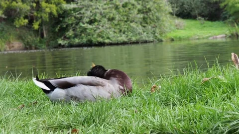 Two Ducks Sitting On Grass, By A Lake, In Spring, UK Stock Footage 162882798