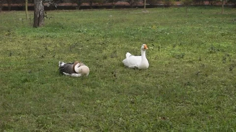 Two ducks sitting on grass in a park Stock Footage 152228656